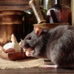 mẹo đuổi chuột ra khỏi nhà