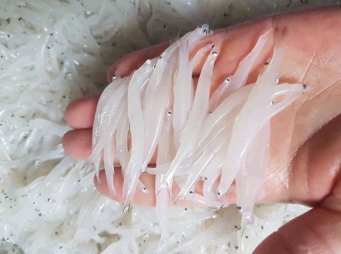 cách làm chả cá ngần và chuẩn bị nguyên liệu