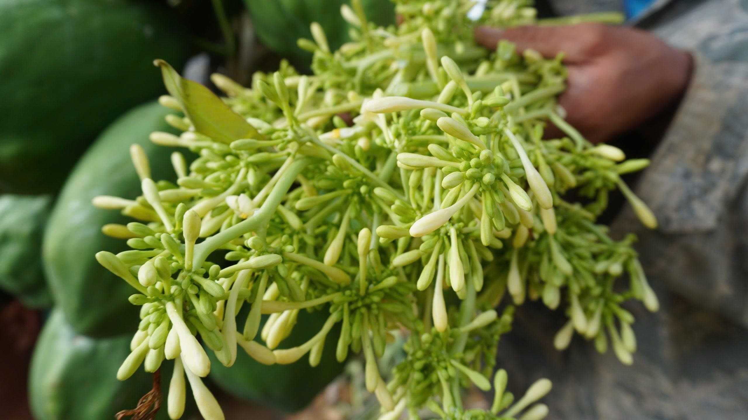 tìm hiểu tác hại của hoa đu đủ đực ngâm mật ong