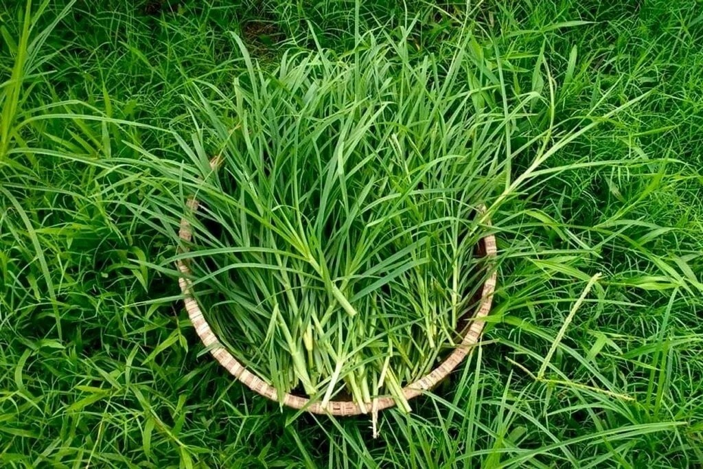 cách nấu nước cỏ mần trầu​ tại nhà