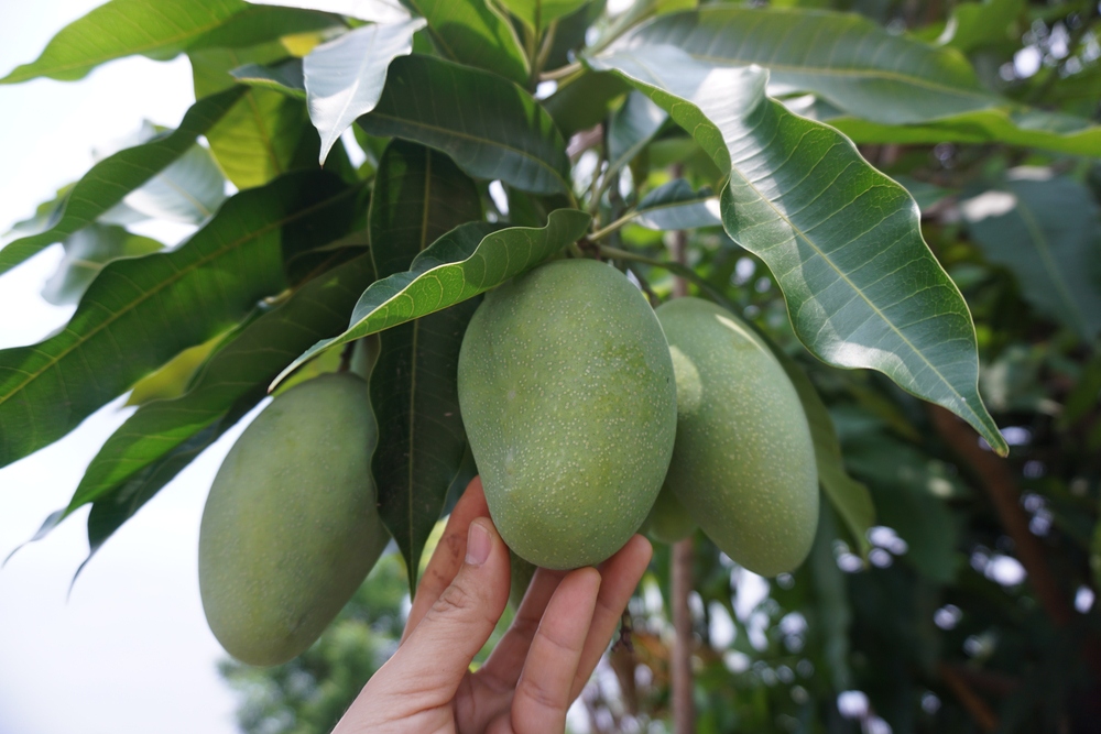 Xoài sống bao nhiêu calo trong 100g
